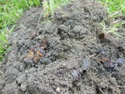 Vykopali jsme hřbitov odpadků